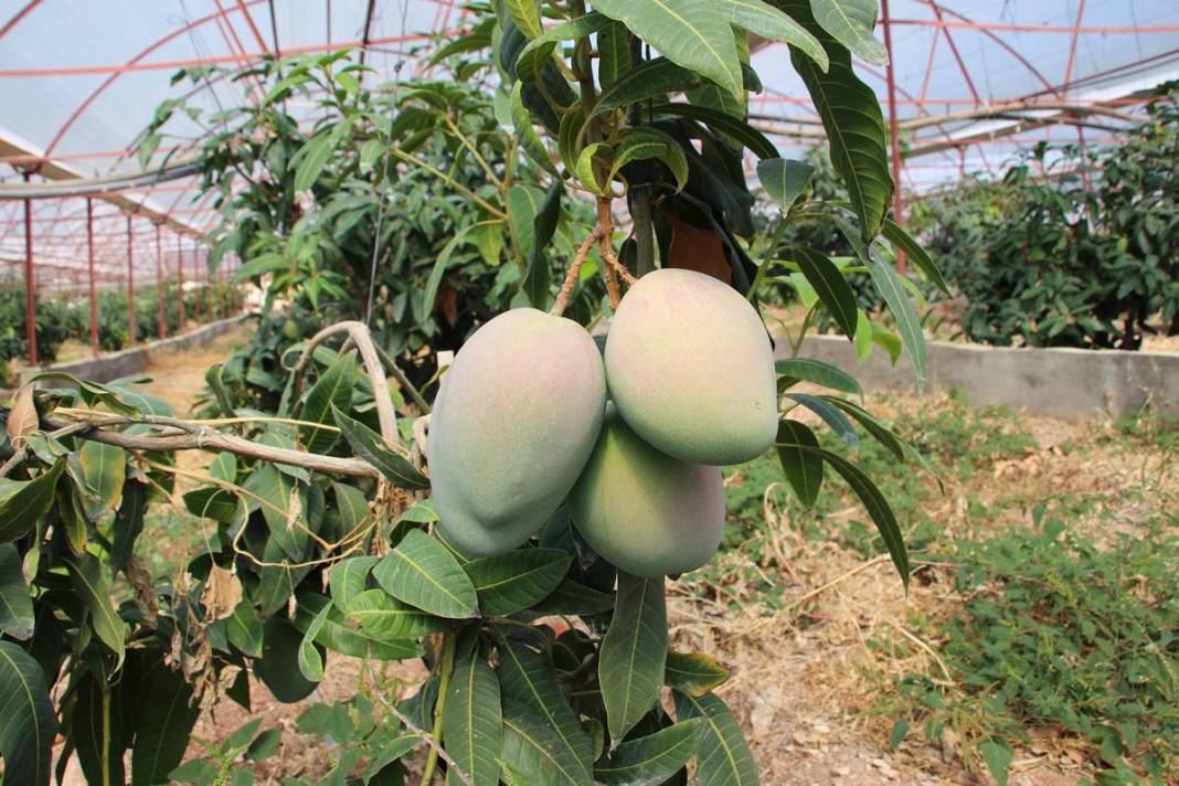 Domatesleri söküp tüm serasına bu meyveden ekti: Şimdi kazandığı parayı hesaplayamıyor! Kilosu 200 TL 8